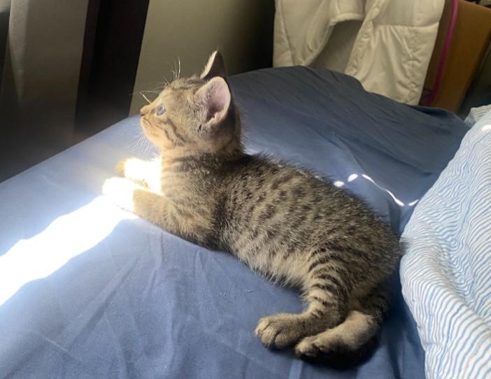 Pepper, an adopted Tabby in Bayonne, NJ image 5/5