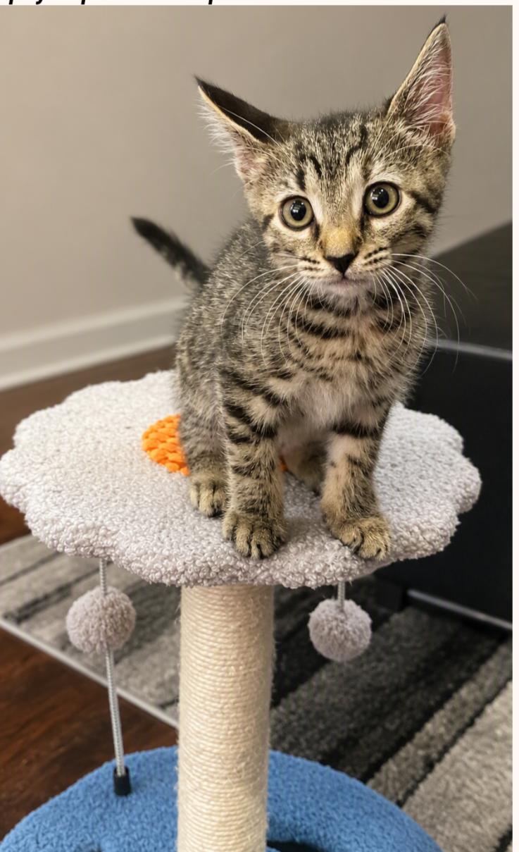 Pepper, an adopted Tabby in Bayonne, NJ image 3/5