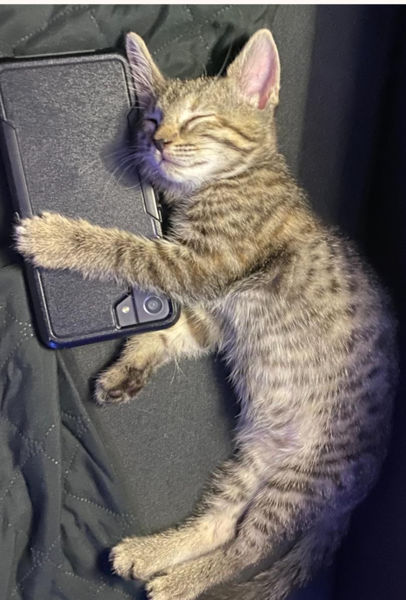 Pepper, an adopted Tabby in Bayonne, NJ image 2/5