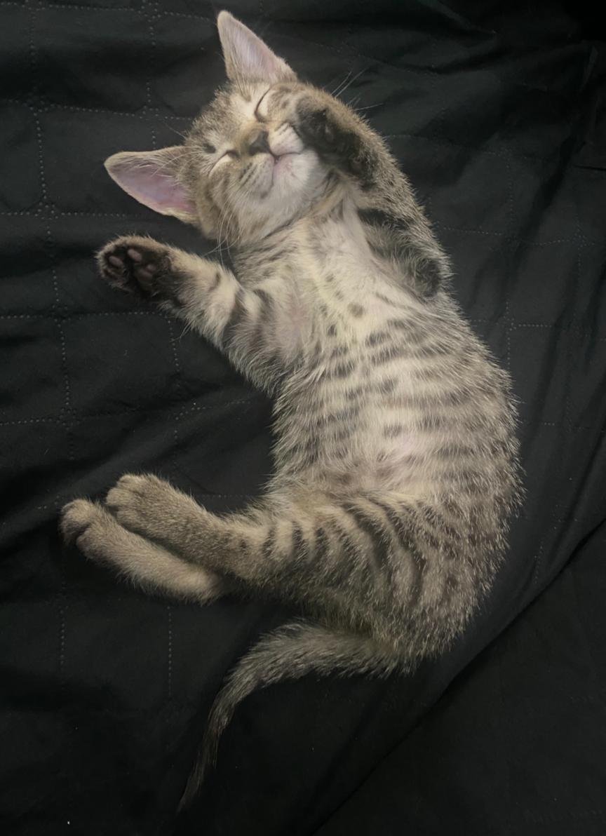 Pepper, an adopted Tabby in Bayonne, NJ image 4/5