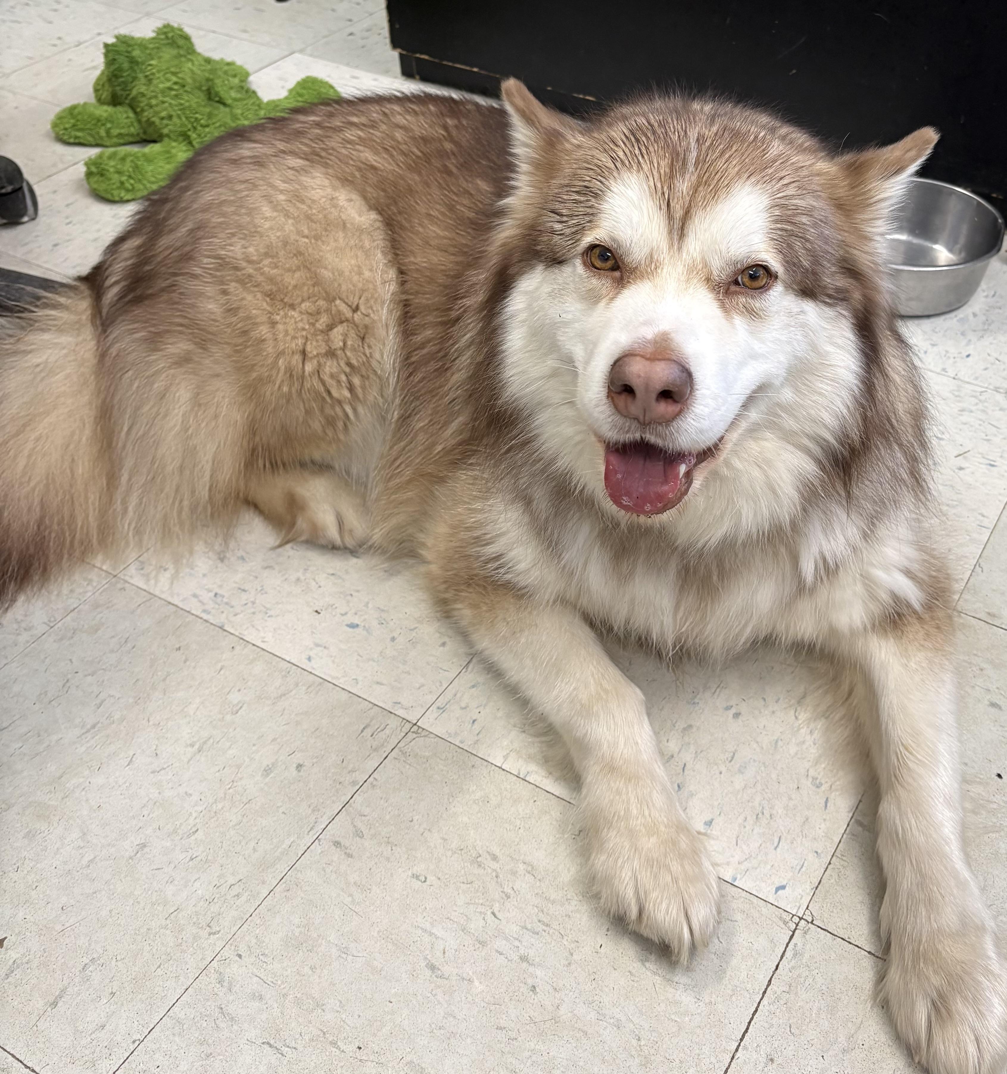 Enlarge Louie, an adopted Alaskan Malamute in Mansfield, CT image 2/2