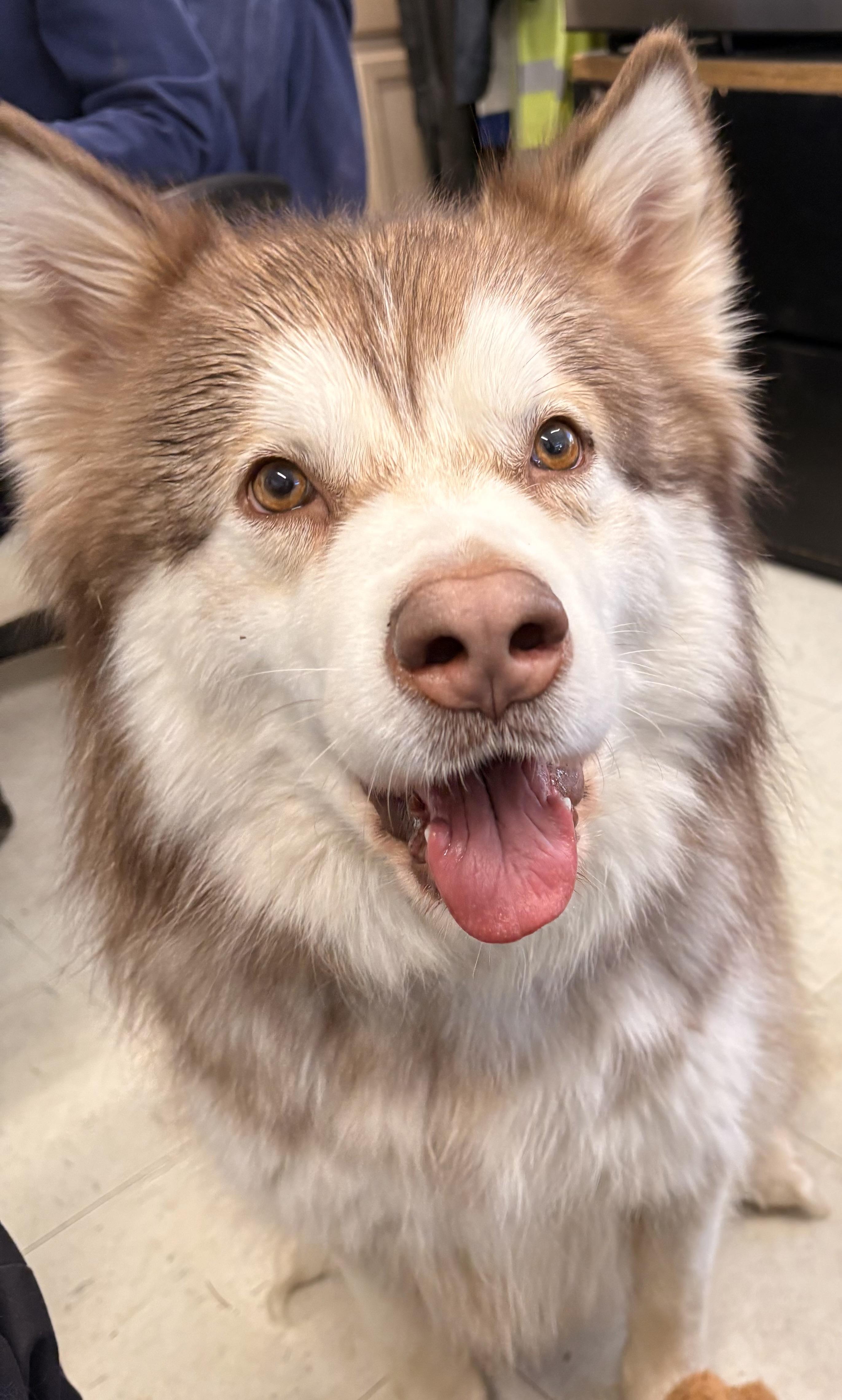 Louie, adopted, Adult Male Alaskan Malamute.