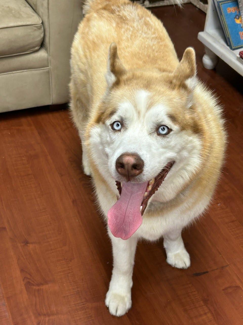 Rocky, an adoptable Siberian Husky in Huntington Beach, CA image 2/3