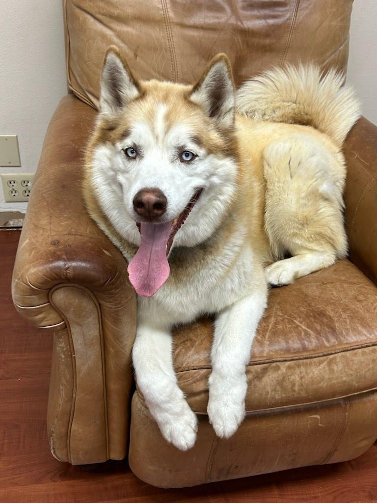Rocky, adoptable, Adult Male Siberian Husky.