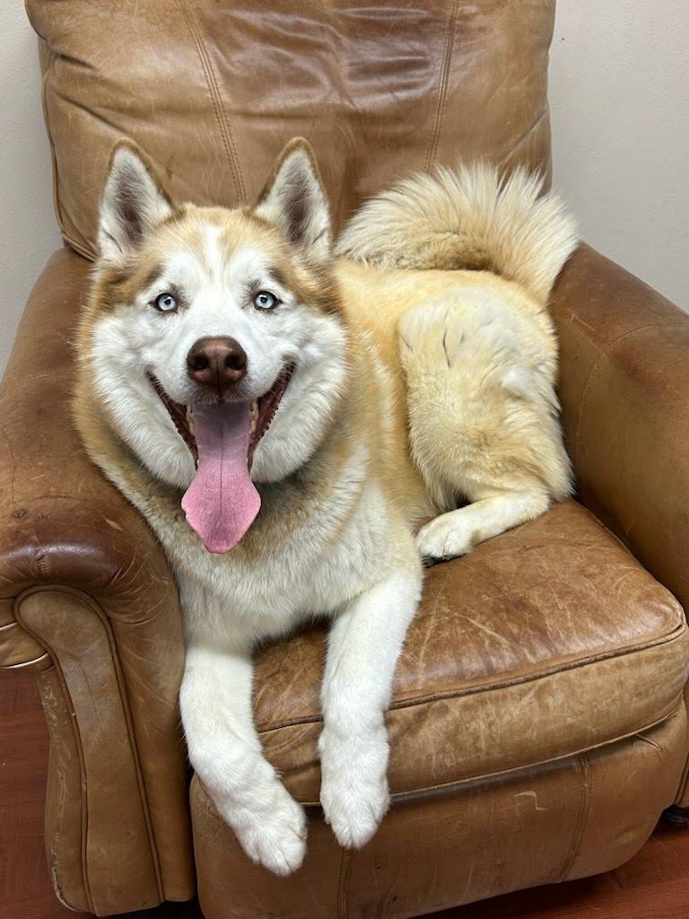Rocky, an adoptable Siberian Husky in Huntington Beach, CA image 3/3