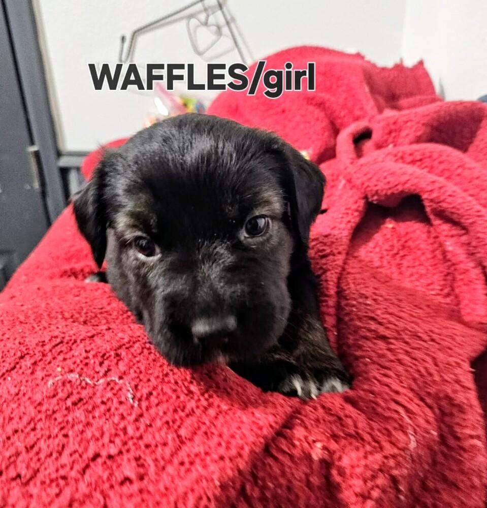 Waffles, a Adoptable mixed breed in Evergreen, CO image 2/4