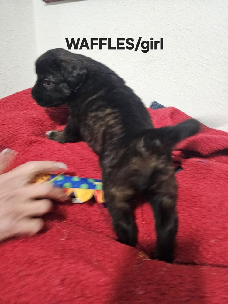Waffles, a Adoptable mixed breed in Evergreen, CO image 3/4