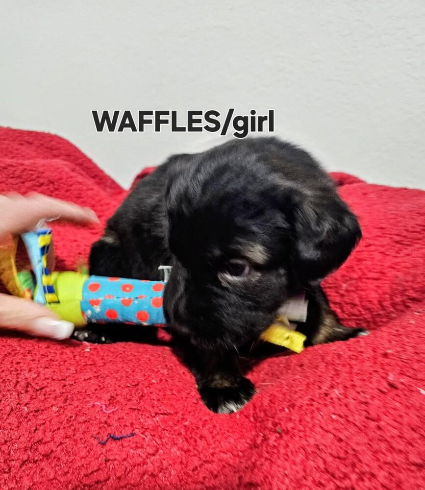 Waffles, a Adoptable mixed breed in Evergreen, CO image 4/4