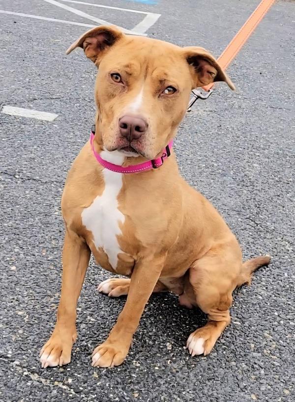 Sgt. Stormy, Adoptable, Young Female Pit Bull Terrier.