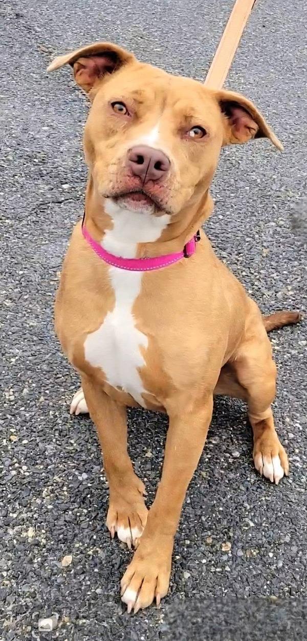 Enlarge Sgt. Stormy, a Adoptable mixed breed in Millersville, MD image 2/4