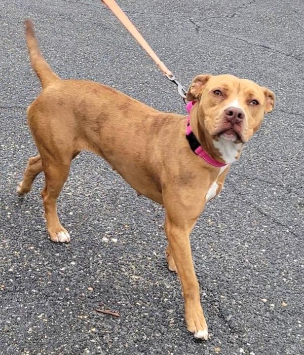 Enlarge Sgt. Stormy, a Adoptable mixed breed in Millersville, MD image 3/4