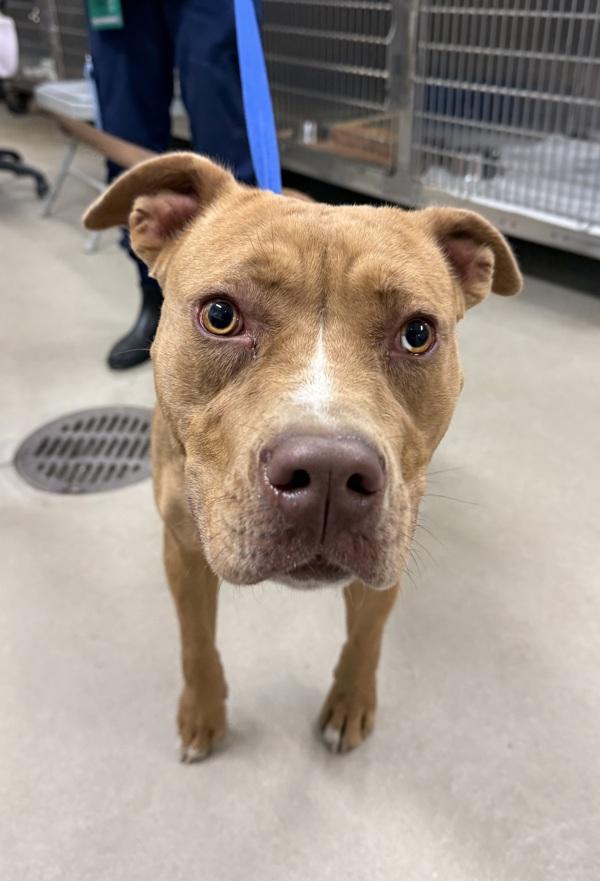 Enlarge Sgt. Stormy, a Adoptable mixed breed in Millersville, MD image 4/4