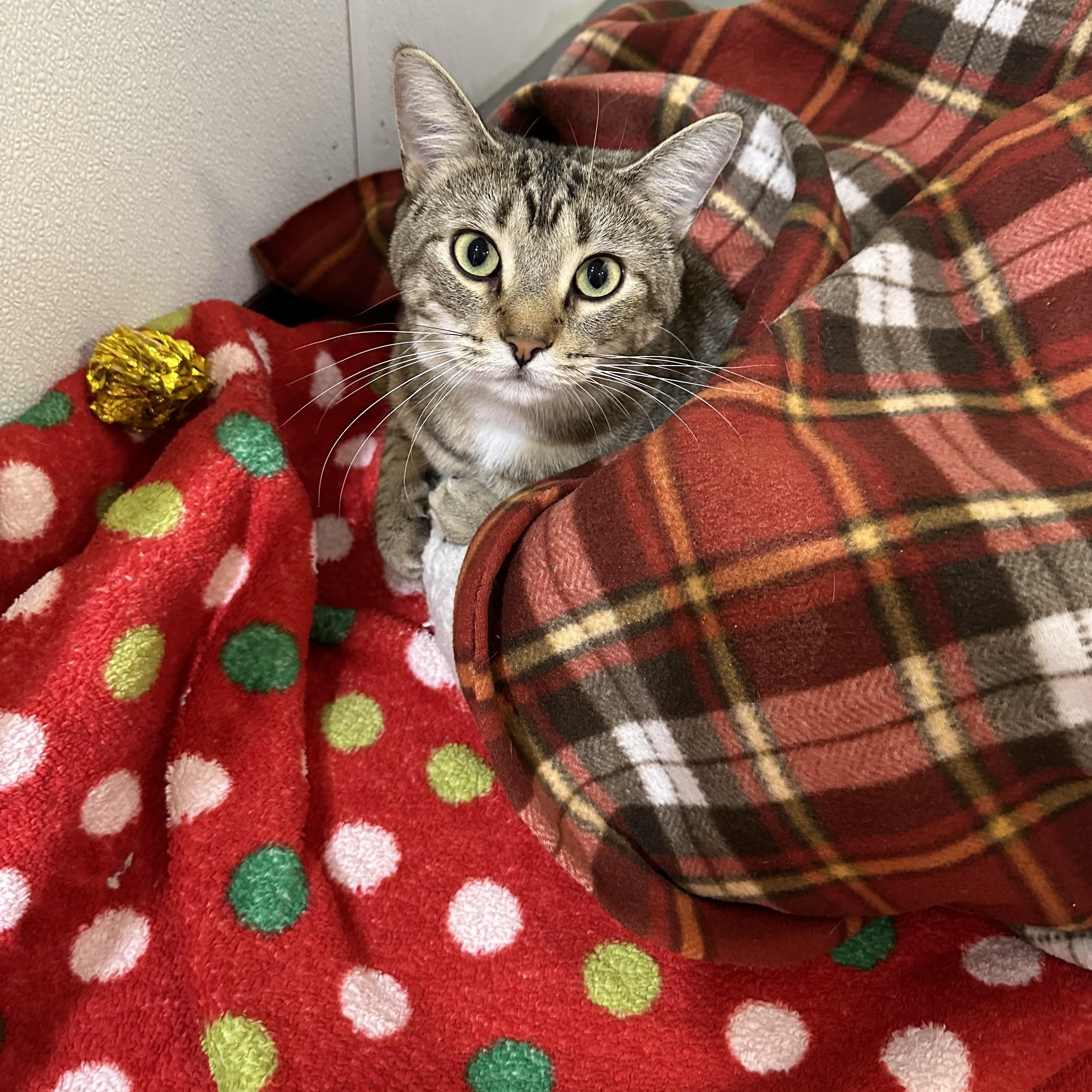 Matilda, Adoptable, Adult Female Domestic Short Hair.