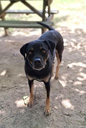 Buck, a Adoptable mixed breed in Mountain View, AR image 1/6