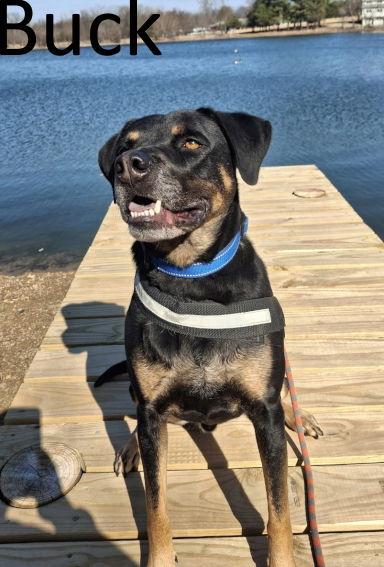 Buck, Adoptable, Adult Male Rottweiler & Black Mouth Cur.