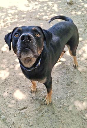 Buck, a Adoptable mixed breed in Mountain View, AR image 2/6