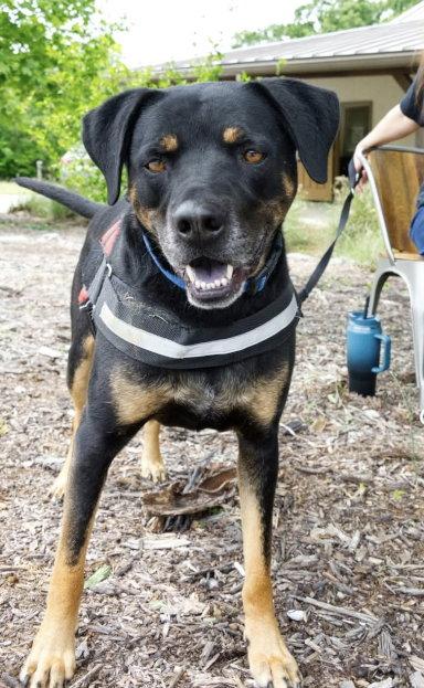 Buck, a Adoptable mixed breed in Mountain View, AR image 2/3