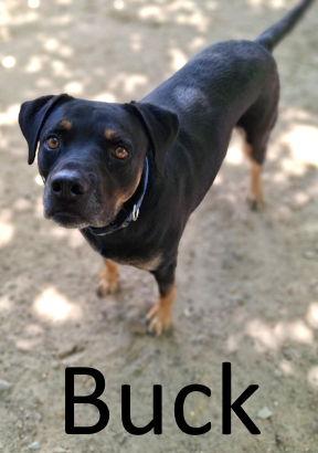 Buck, a Adoptable mixed breed in Mountain View, AR image 3/6