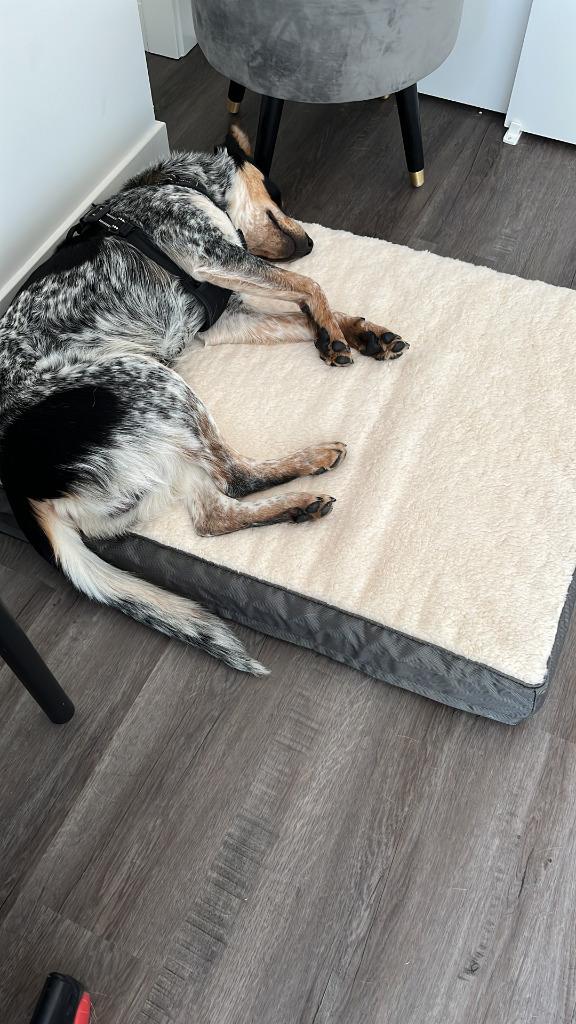 Boobah, Adoptable, Adult Male Australian Cattle Dog / Blue Heeler.