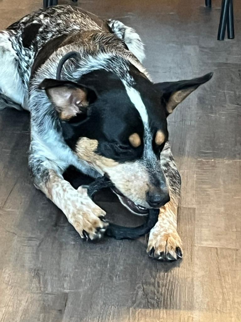 Enlarge Boobah, a Adoptable Australian Cattle Dog / Blue Heeler in Didsbury, AB image 3/6