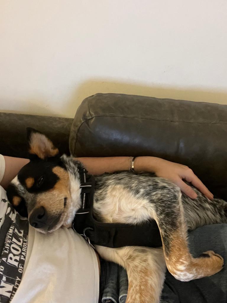 Enlarge Boobah, a Adoptable Australian Cattle Dog / Blue Heeler in Didsbury, AB image 4/6