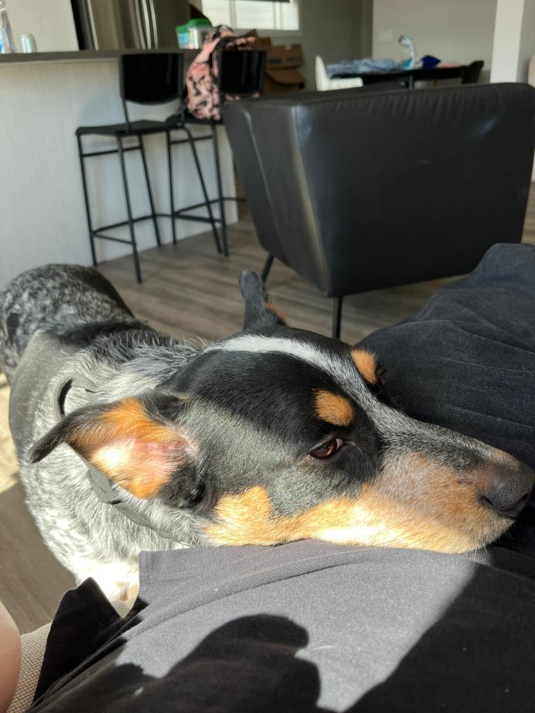 Enlarge Boobah, a Adoptable Australian Cattle Dog / Blue Heeler in Didsbury, AB image 5/6