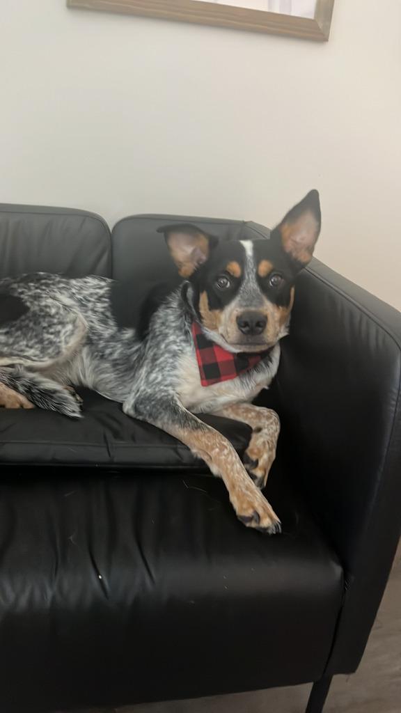 Enlarge Boobah, a Adoptable Australian Cattle Dog / Blue Heeler in Didsbury, AB image 6/6