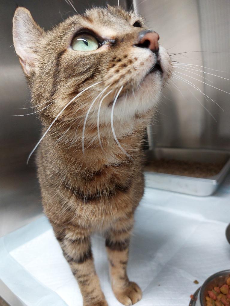Lynx, Adoptable, Adult Female Domestic Short Hair.