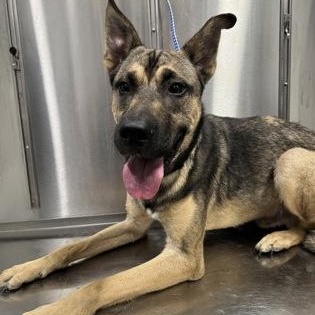 Enlarge Skipper, a ADOPTABLE mixed breed in Converse, TX image 1/1