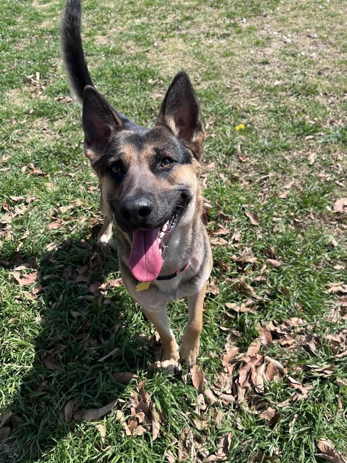 Roxy A216054, an adoptable German Shepherd Dog in Plano, TX image 2/6