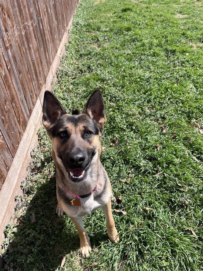 Roxy A216054, an adoptable German Shepherd Dog in Plano, TX image 4/6