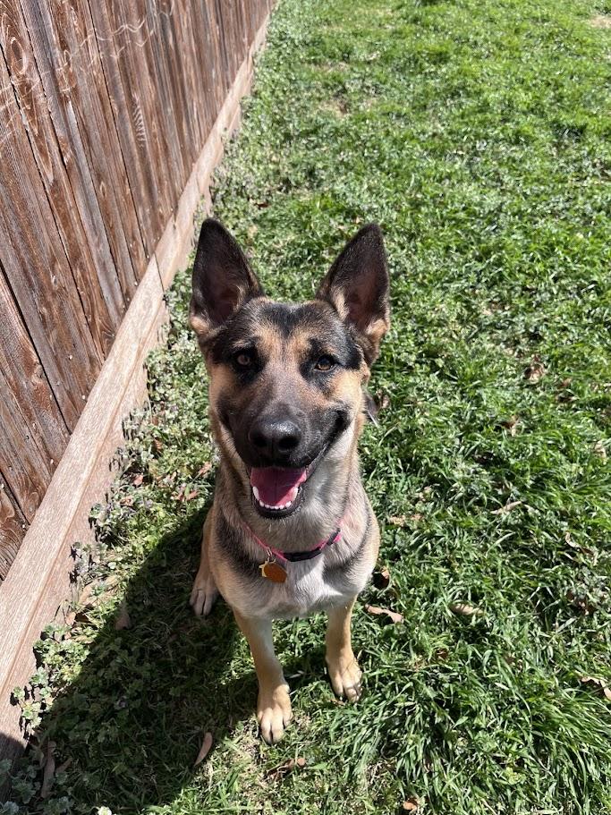 Roxy A216054, an adoptable German Shepherd Dog in Plano, TX image 6/6