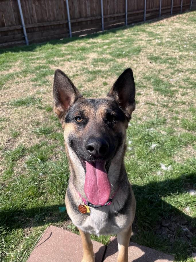 Roxy A216054, an adoptable German Shepherd Dog in Plano, TX image 3/6