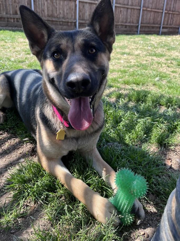 Roxy A216054, an adoptable German Shepherd Dog in Plano, TX image 5/6