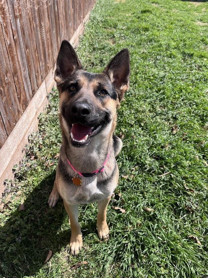 Roxy A216054, an adoptable German Shepherd Dog in Plano, TX image 1/6