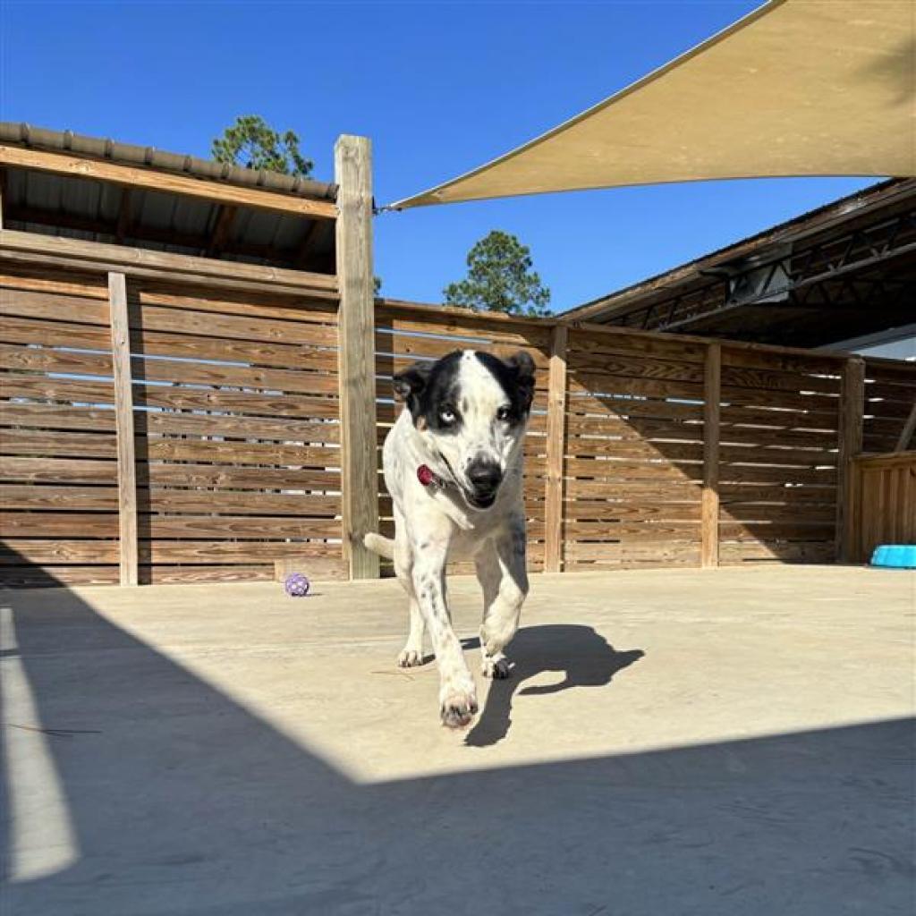 Enlarge Jewel, a Adoptable mixed breed in Freeport, FL image 1/6