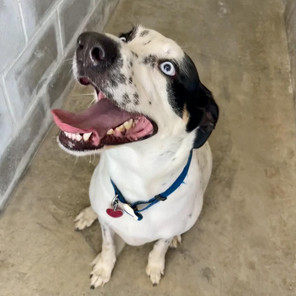 Enlarge Jewel, a Adoptable mixed breed in Freeport, FL image 2/6