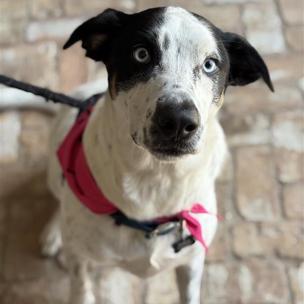 Enlarge Jewel, a Adoptable mixed breed in Freeport, FL image 3/6