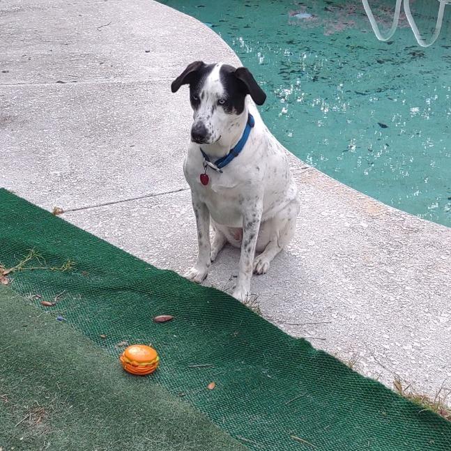 Enlarge Jewel, a Adoptable mixed breed in Freeport, FL image 4/6