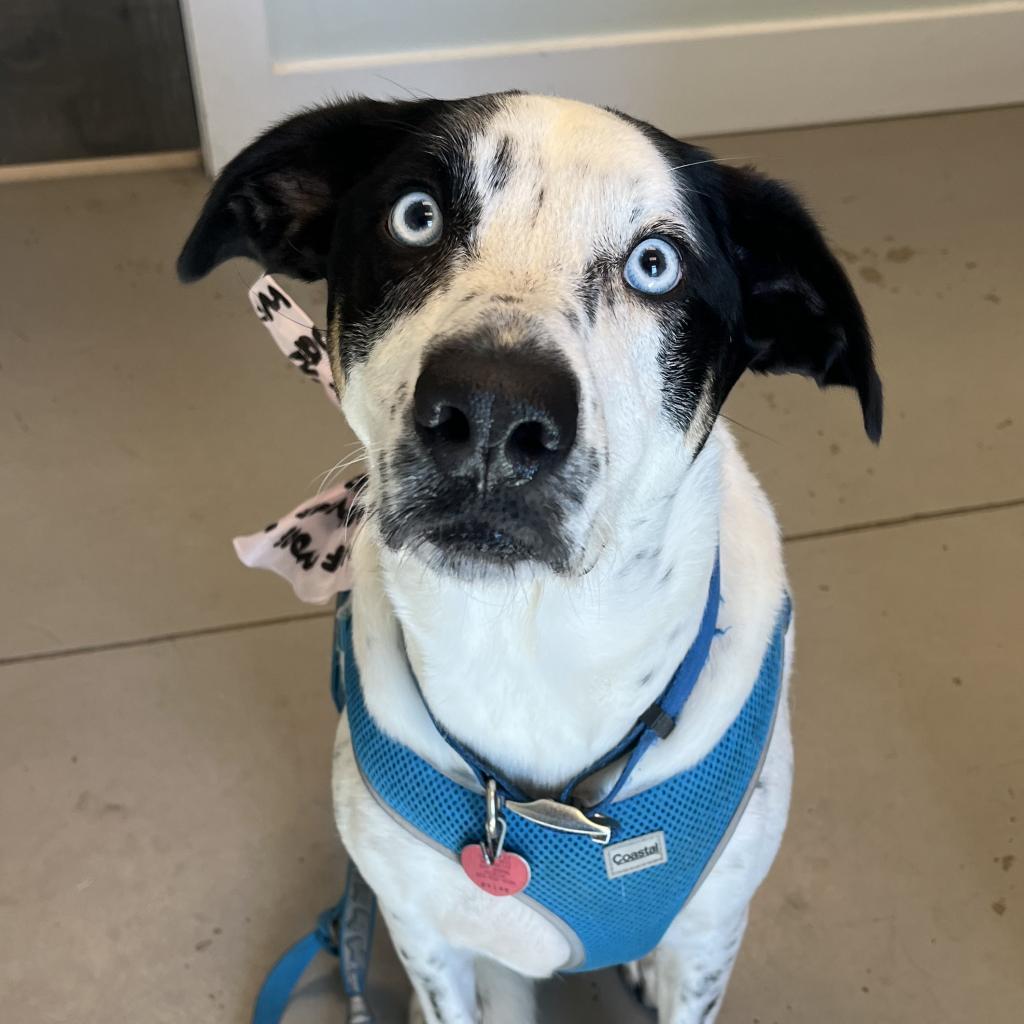 Enlarge Jewel, a Adoptable mixed breed in Freeport, FL image 5/6