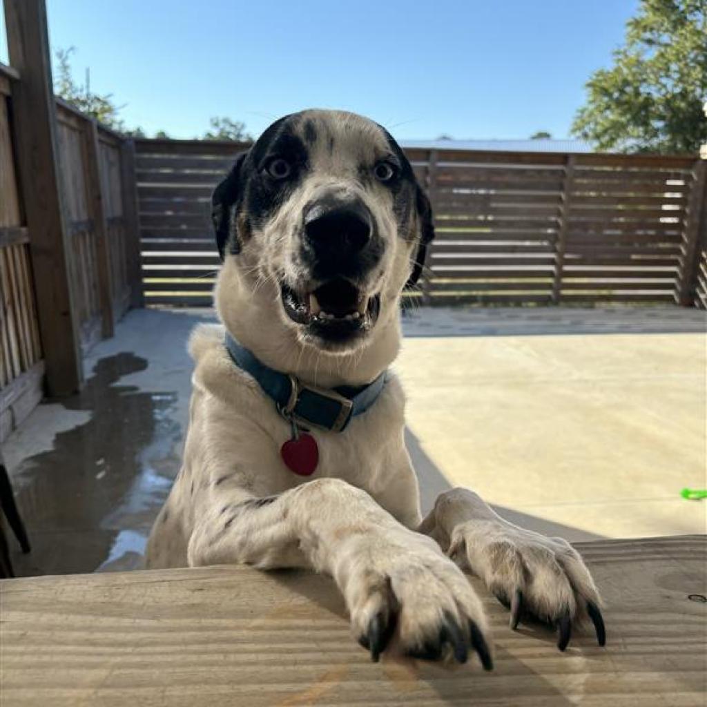 Enlarge Jewel, a Adoptable mixed breed in Freeport, FL image 6/6