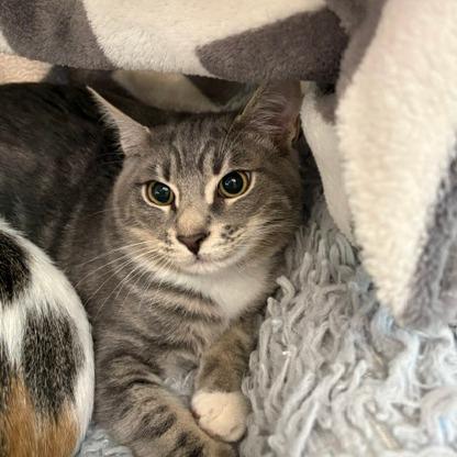 Snowglobe, Adoptable, Kitten Male Domestic Short Hair.
