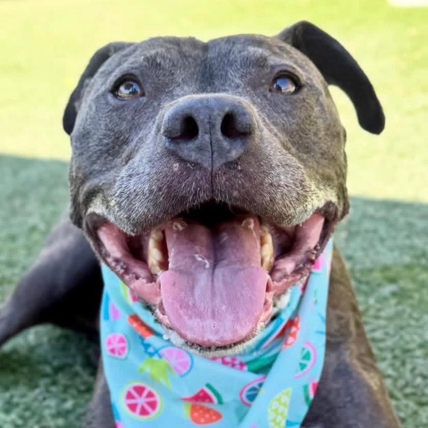 Cali, Adoptable, Senior Female Pit Bull Terrier.