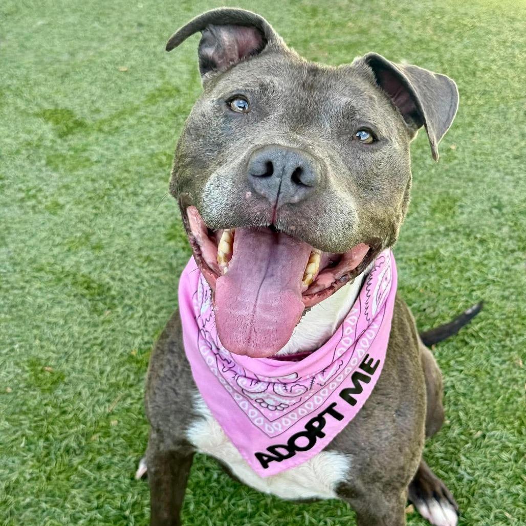 Cali, a Adoptable Pit Bull Terrier in Henderson, NV image 2/3