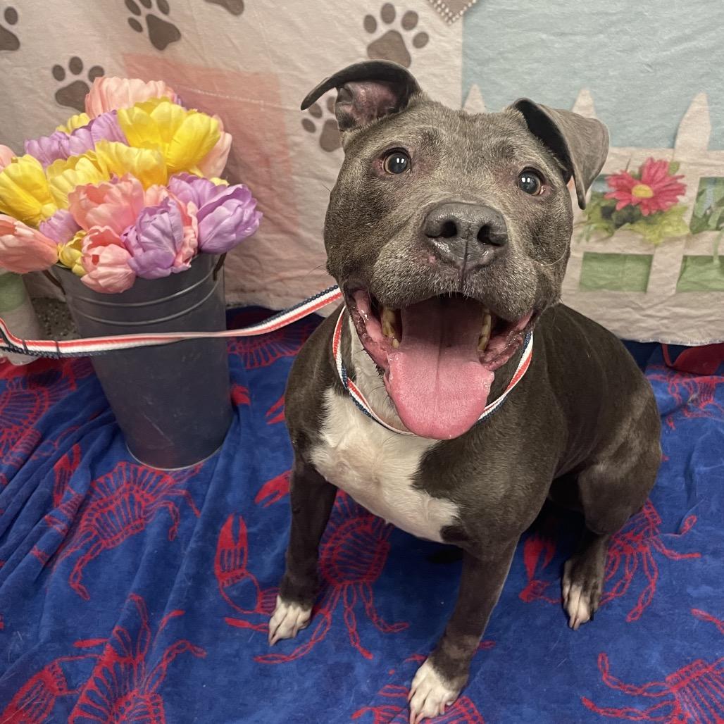 Enlarge Cali, a Adoptable Pit Bull Terrier in Henderson, NV image 1/1