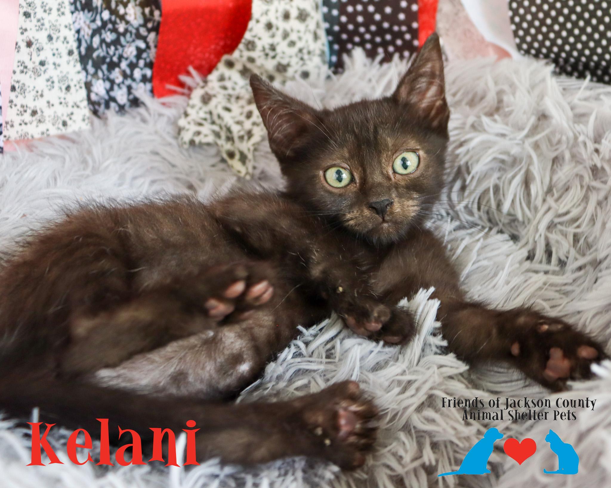 Enlarge Kelani (Adoption Pending), a ADOPTABLE Domestic Short Hair in Ocean Springs, MS image 1/4