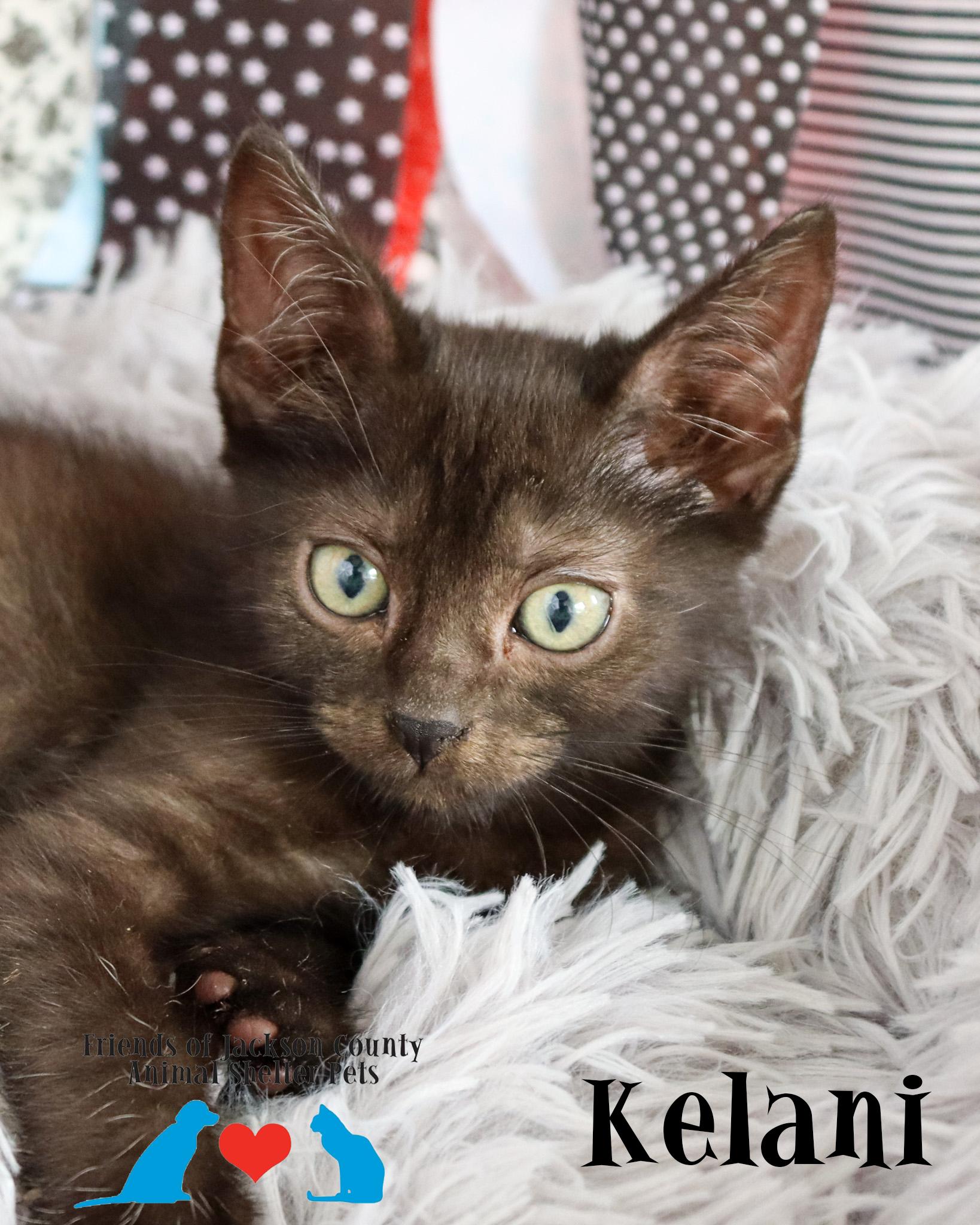 Enlarge Kelani (Adoption Pending), a ADOPTABLE Domestic Short Hair in Ocean Springs, MS image 2/4