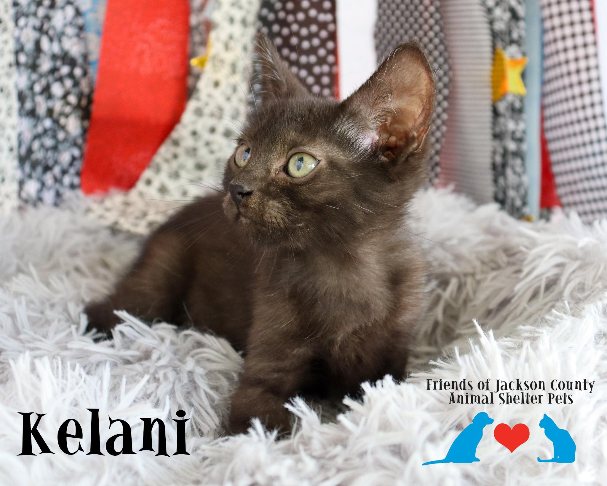 Enlarge Kelani (Adoption Pending), a ADOPTABLE Domestic Short Hair in Ocean Springs, MS image 4/4