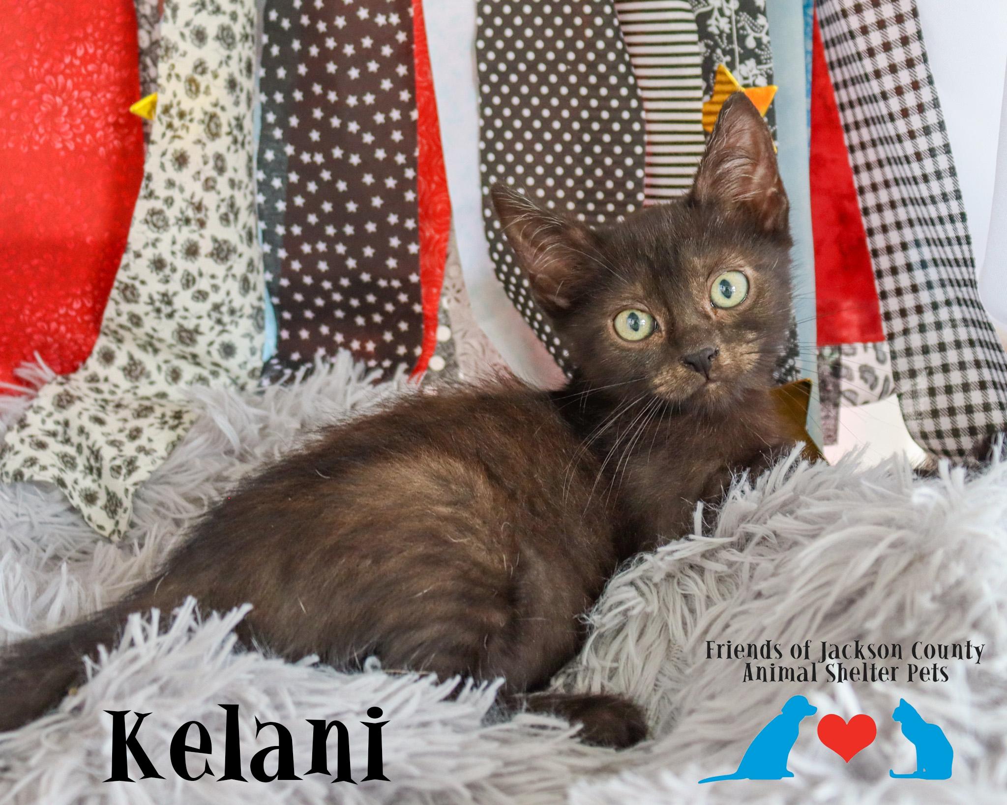 Enlarge Kelani (Adoption Pending), a ADOPTABLE Domestic Short Hair in Ocean Springs, MS image 3/4