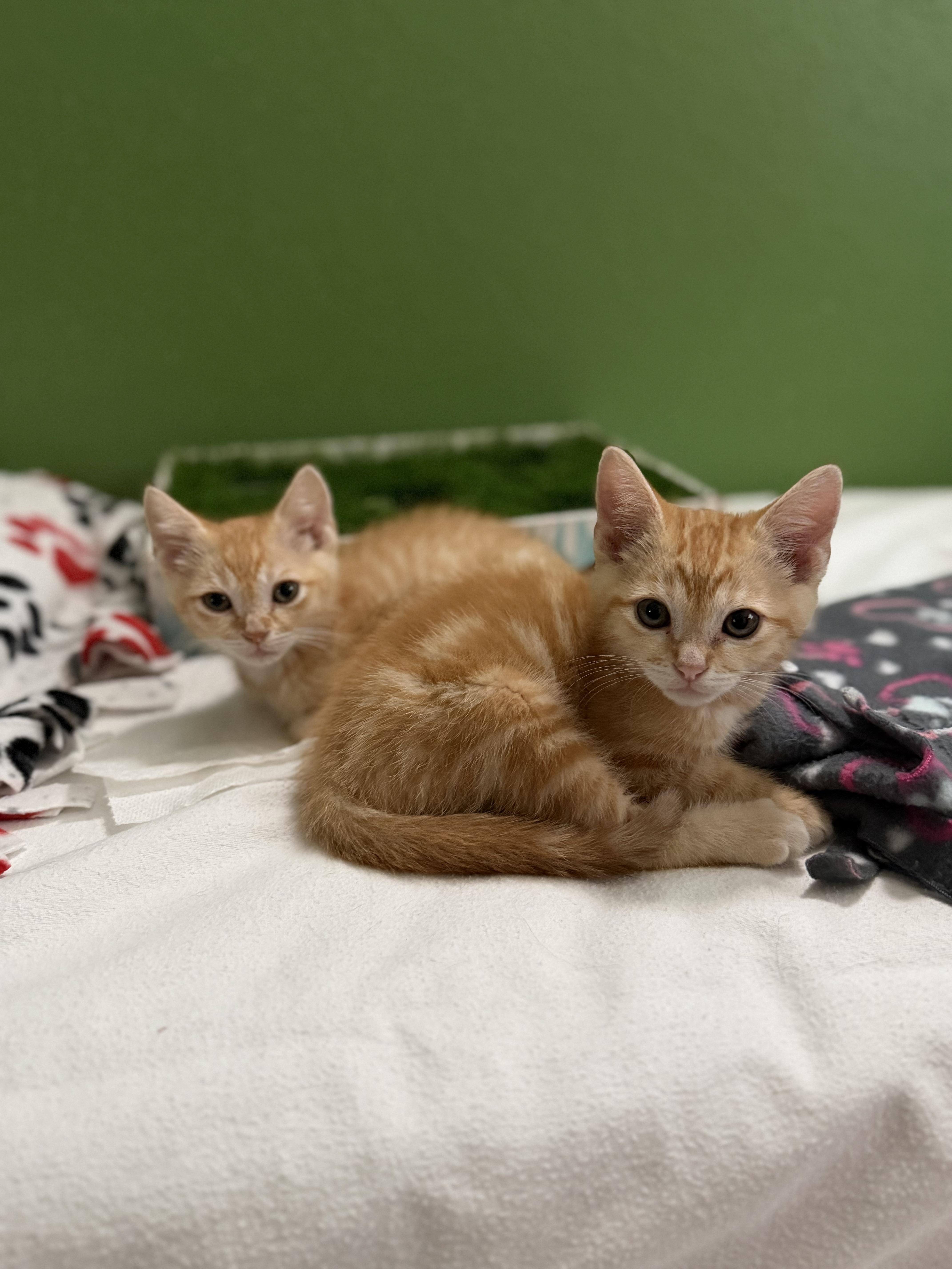 Enlarge Gordon, a Adoptable Domestic Short Hair in Houston, TX image 1/2